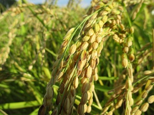 今年の米作り・美山錦　稲刈り間近です。