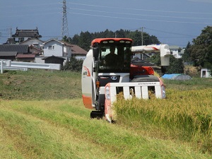 美山錦の稲刈りが終わりました。