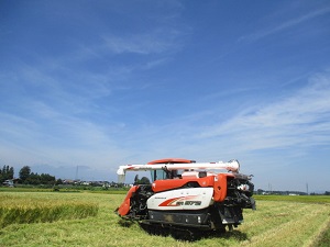 今年の米作り・美山錦　稲刈り終了しました。