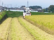 稲刈り・美山錦収穫