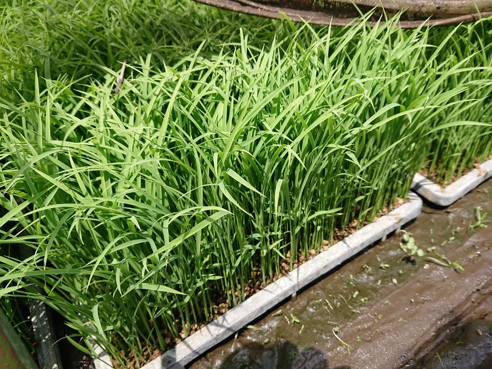 美山錦の田植え終わりました。地米酒日記でご報告。