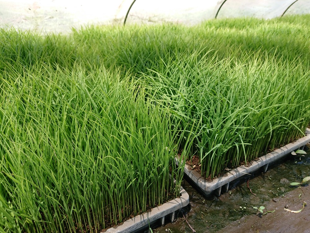 美山錦・田植えまで