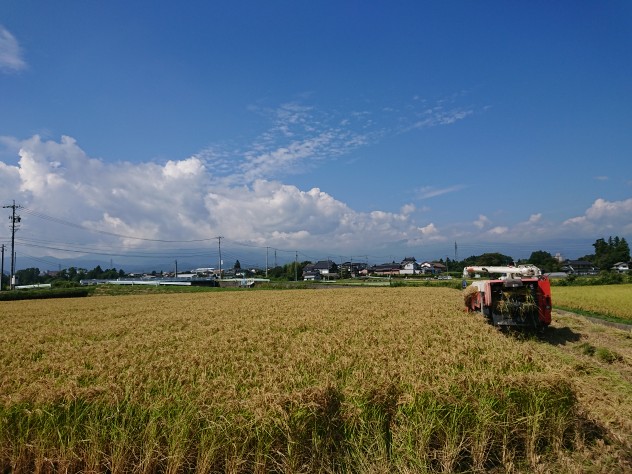 美山錦の刈り取りが無事に終了です。