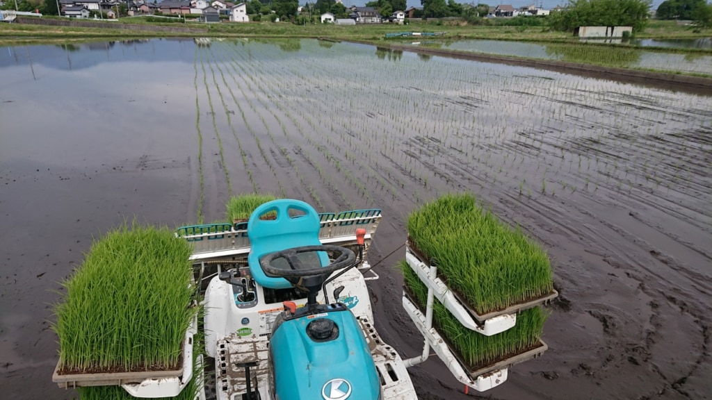 酒米「美山錦」・田植え