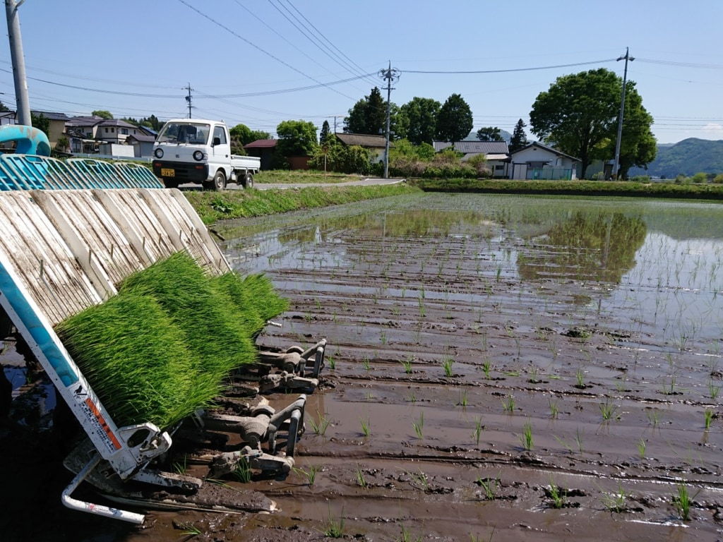 酒米・美山錦の田植え