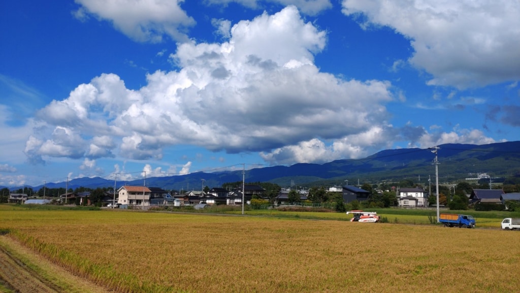 酒米「美山錦」・稲刈り