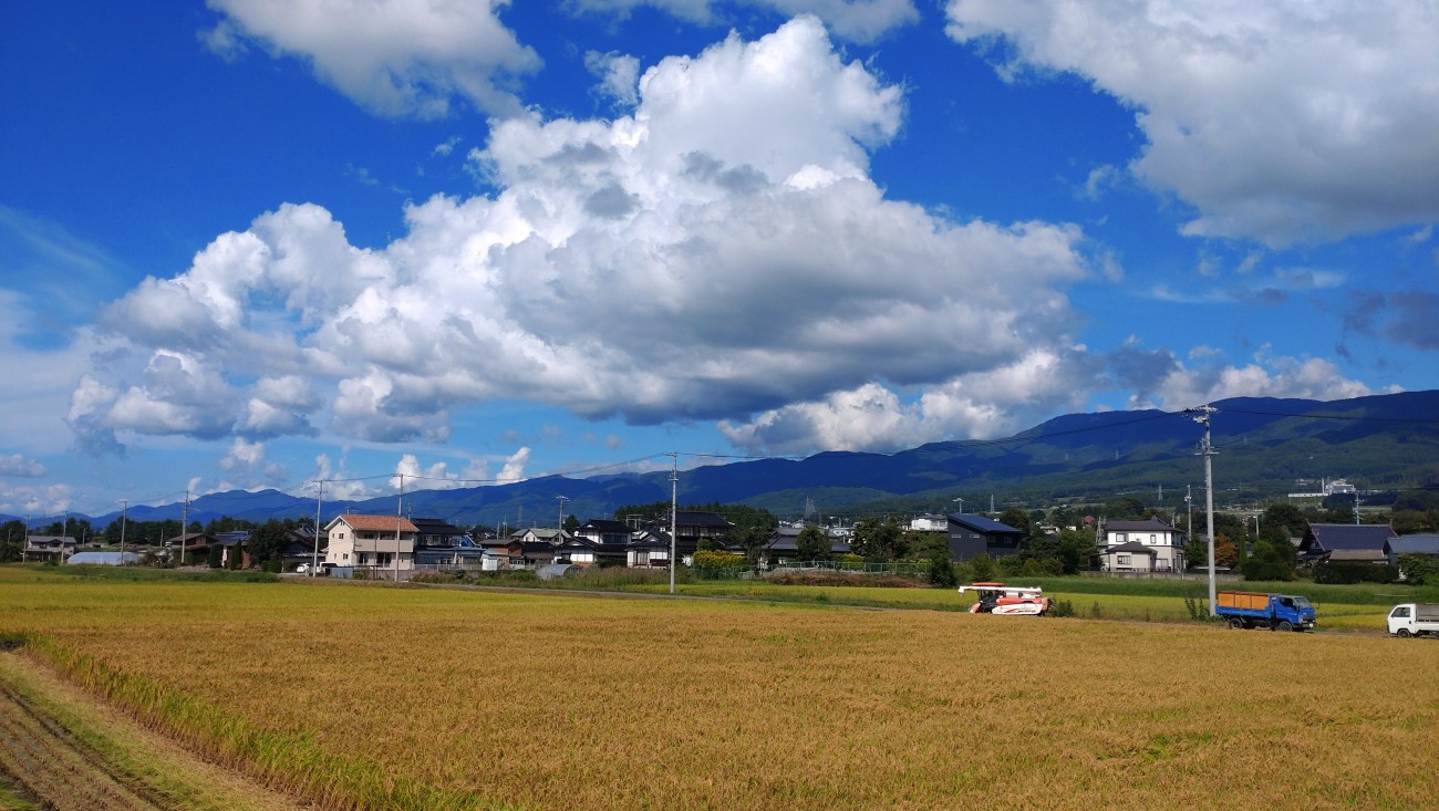 酒米「美山錦」・稲刈り