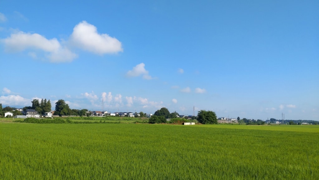 酒米・美山錦の成長振り返り