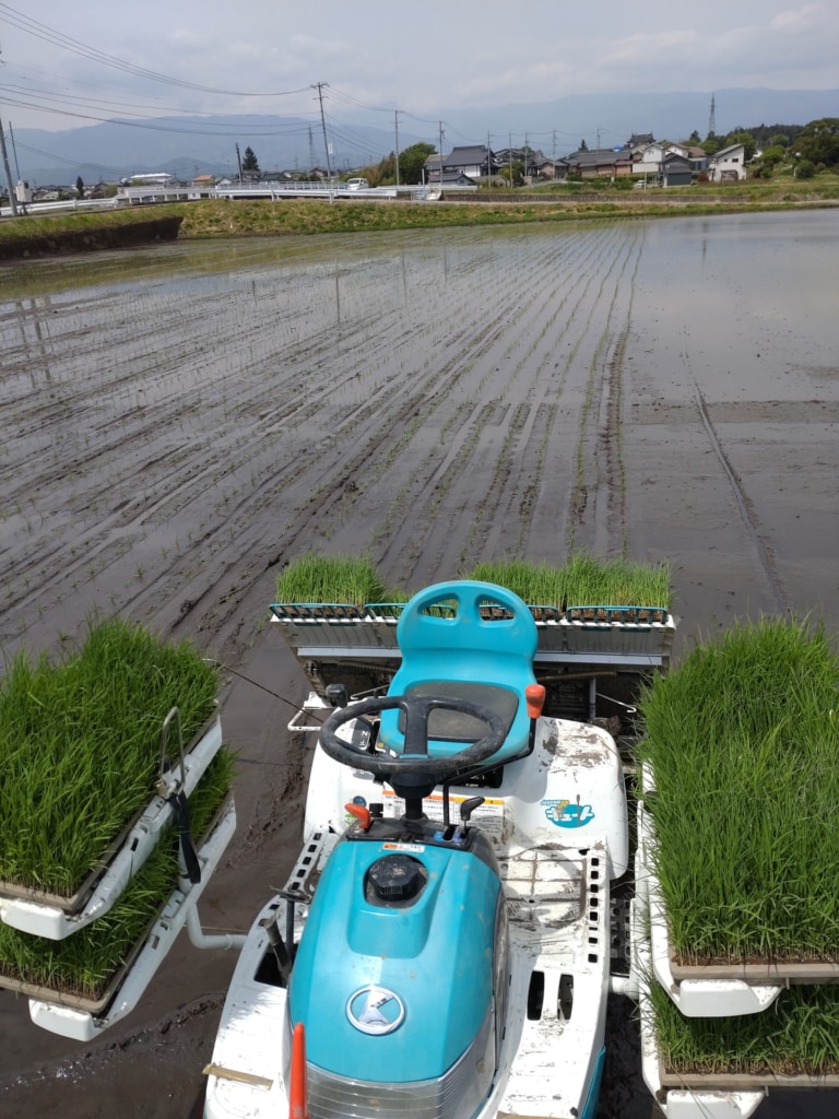 令和7年　美山錦の田植え