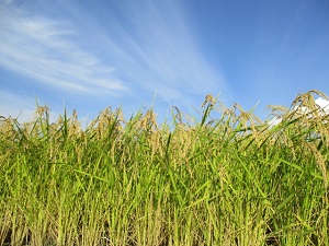 美山錦・稲刈り間近です。