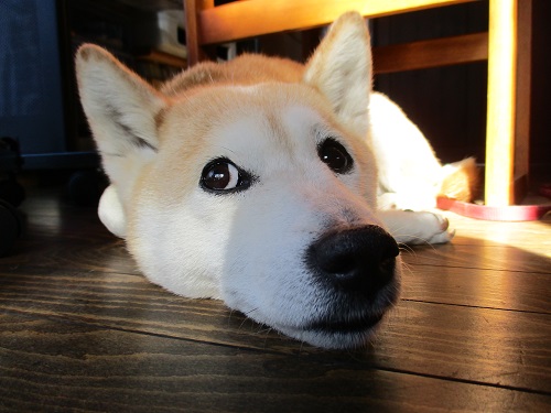 今年は戌年・良い年になりますように！