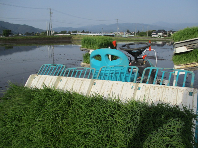 美山錦・田植えが終わりました。